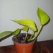 Sadnice - sobne biljke: Epipremnum aureum (Neon Pothos), slika1